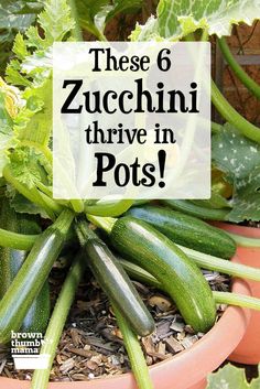 zucchini growing in a pot with the words these 6 zucchini thive in pots