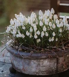 small white flowers are growing in an old planter