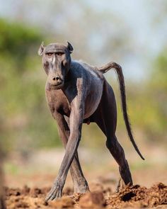 a hairless dog standing in the dirt