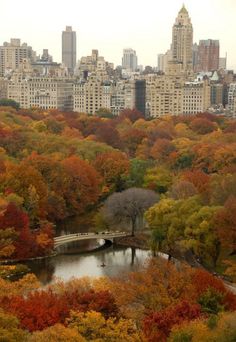 the city is full of tall buildings and lots of trees with colorful leaves on them