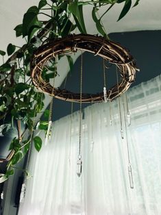 a plant hanging from the ceiling next to a window