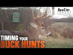 an image of a deer that is in the grass with text reading,'time your buck hunts season 8 episode 12 '