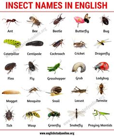 insect names in english with pictures