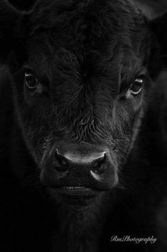 a black cow looking at the camera with an intense look on it's face