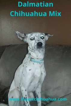 a white dog sitting on top of a couch next to a wall with the words dalmatian chihuahua mix