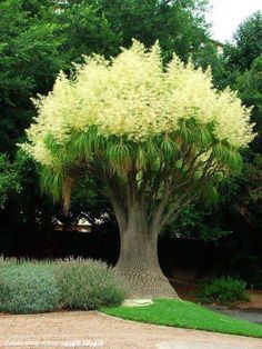 a large tree with white flowers in the middle of a park area next to some bushes and trees