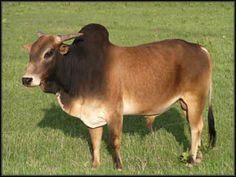 a brown cow standing on top of a lush green field