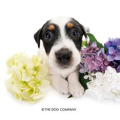 Jack Russell Terrier, Animals Images, Jack Russell, Dog Walking, Dog Life