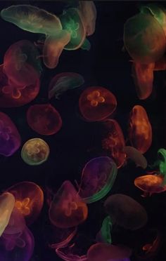 many jellyfish are glowing in the dark