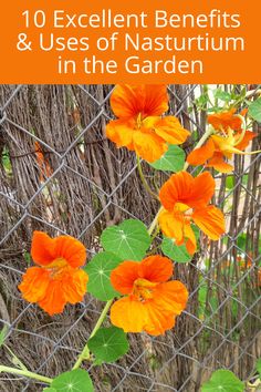 orange flowers growing on the side of a fence with text overlay that reads 10 excellent benefits & uses of natrium in the garden