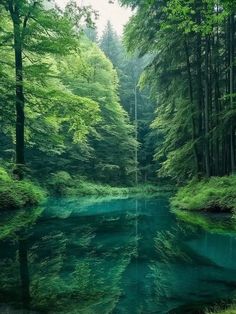 a river in the middle of a forest filled with green trees and water surrounded by grass