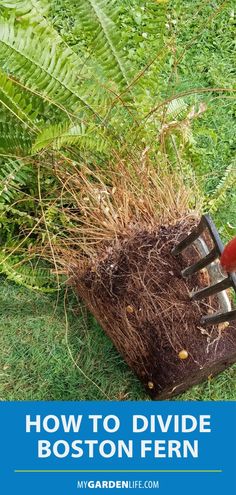 a garden fork digging in the ground with text overlay that reads how to divide boston fern