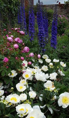 many white and pink flowers in a garden