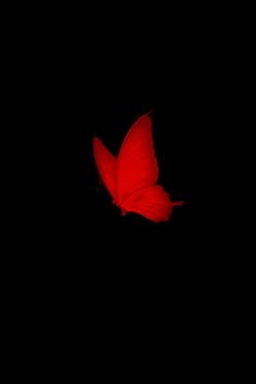 a red butterfly flying through the dark sky