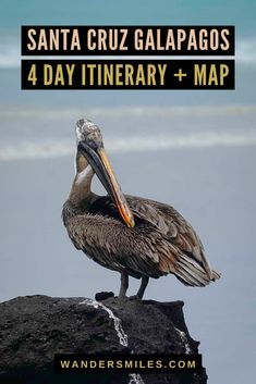 a pelican sitting on top of a rock next to the ocean with text overlay reading santa cruz galaagos 4 day itinerary + map