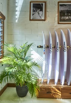 there are many surfboards on display in the room and one has a potted plant