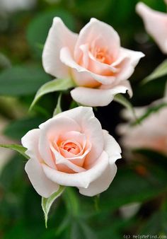 three pink roses with green leaves in the background