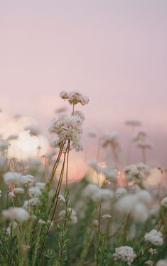 some white flowers are in the grass and pink sky is behind them with sunbeams