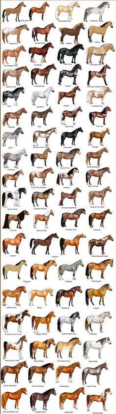 an image of horses that are all different colors and sizes, with the names on them