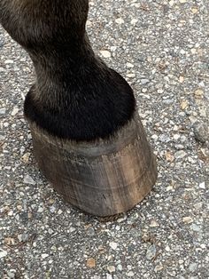 a bear's paw is sticking out of a wooden barrel on the ground with gravel