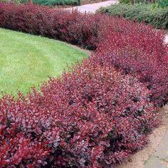 some red bushes and green grass in a garden