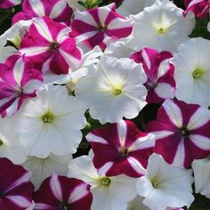 white and pink petunias are blooming together