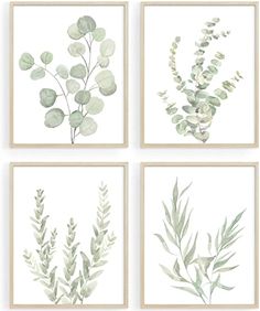 four different types of plants are shown in this set of four prints, each with green leaves