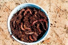 a bowl filled with dirt and worms on the ground