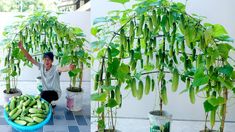 a man kneeling down next to a potted plant with lots of green beans in it