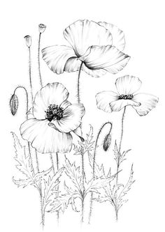 an ink drawing of three poppies in black and white, with the petals still attached