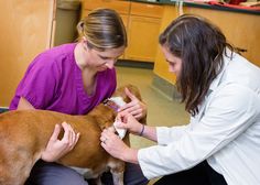 two veterinas are examining a dog's teeth