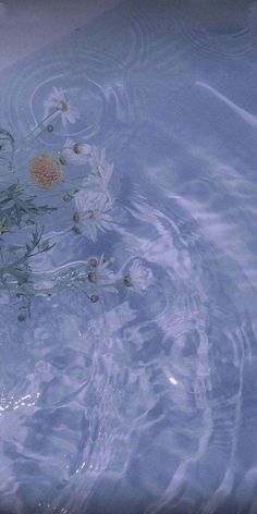 water with flowers floating in it