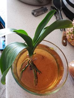 a plant in a glass bowl on a counter