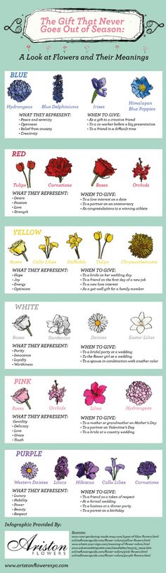 an info sheet with flowers and their meanings