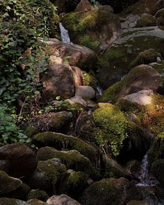 mossy rocks with water running down them and green plants growing on the rocks in the foreground