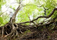 a large tree that is growing out of the side of a hill in the woods