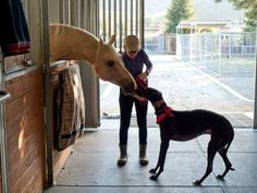 a woman and her dog are standing in front of a horse stable with their nose to the door