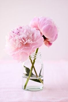 two pink peonies in a glass vase on a white tablecloth with light pink background