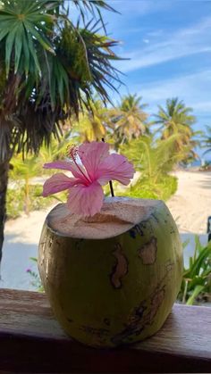 a pink flower is in a coconut bowl on a wooden table next to the beach