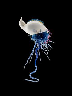 a blue and white jellyfish floating in the ocean on a black background with water droplets