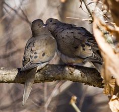 two birds sitting on top of a tree branch next to each other in the woods