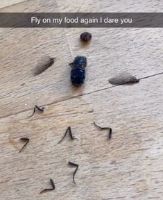 a blue bird sitting on top of a wooden floor next to rocks and leaves with the caption fly on my food again i dare you