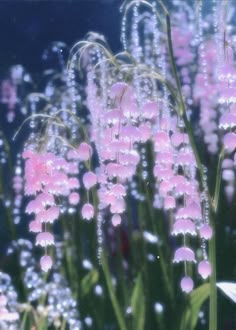 pink flowers with water droplets on them in the grass