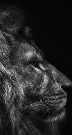 a black and white photo of a lion's face with its head turned to the side