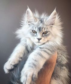 a fluffy cat sitting on top of a chair next to another photo with blue eyes