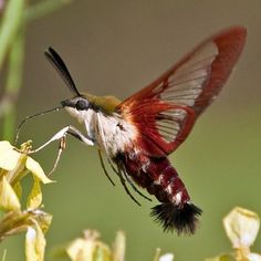 a hummingbird flying in the air with it's wings spread wide open and its beak