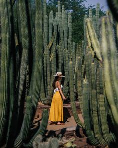 a woman in a yellow dress and straw hat standing between large cacti