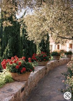 Potted Flowers, Red Geraniums, Design Case, Stone Wall, Geraniums, Garden Inspiration, Container Gardening