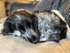 a black and white dog sleeping on top of a couch