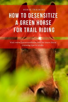 a horse with the words how to desensitize a green horse for trail riding